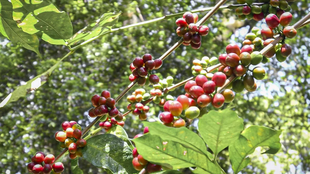 pianta di caffè in Ethiopia