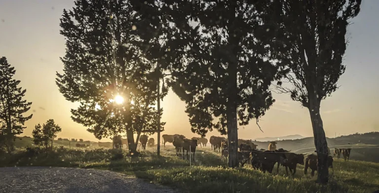 Foglia tonda e mucco pisano, straordinari “underdog” di Toscana