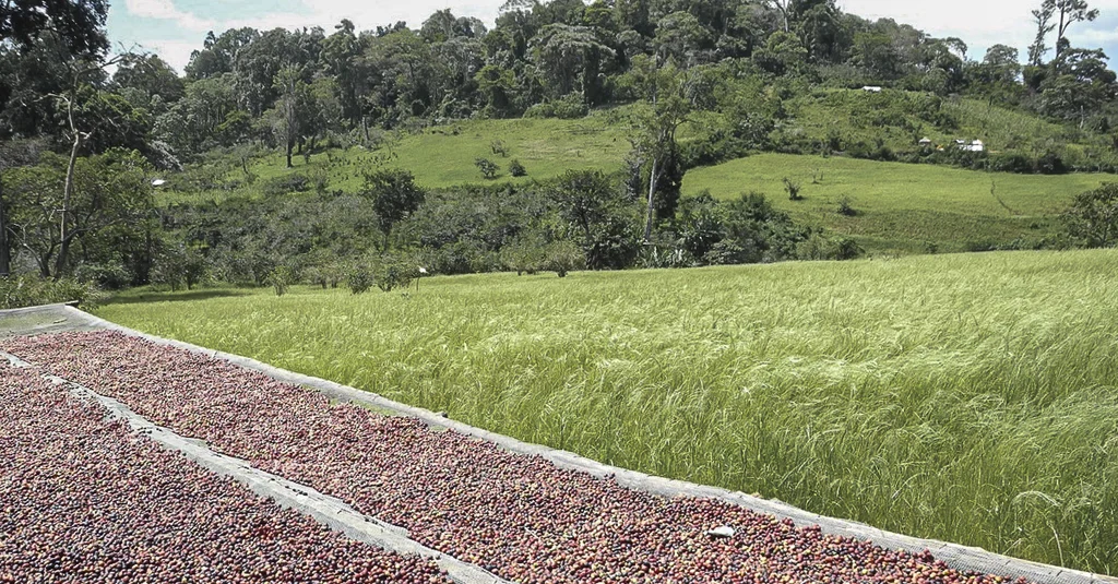 raccolta del caffè di Harenna in Ethiopia