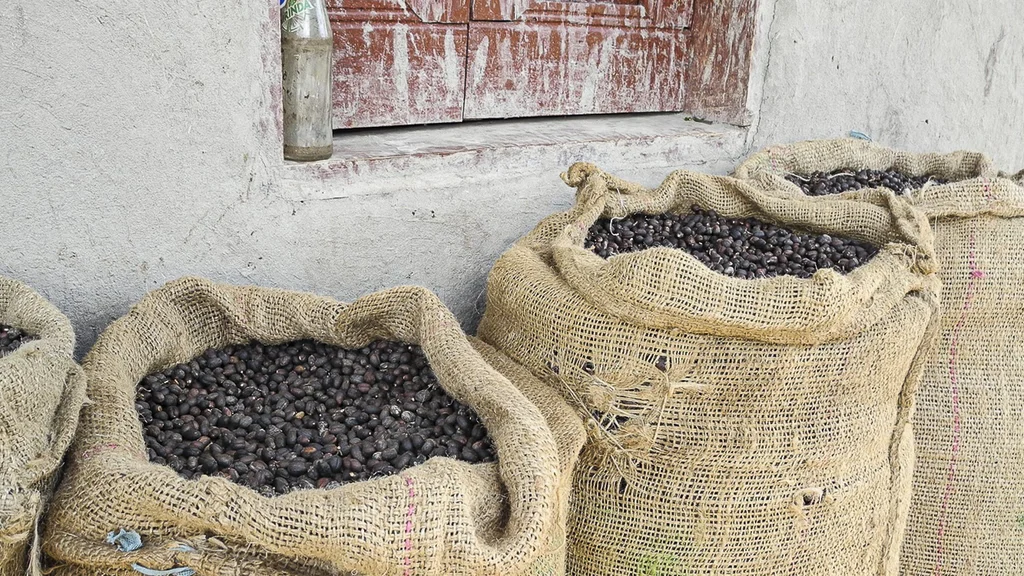 sacchi di caffè selvatico di Harenna