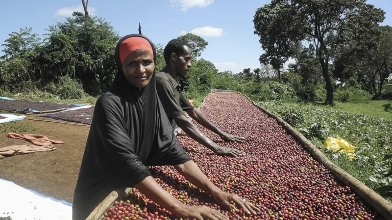 Il Caffè Selvatico di Harenna