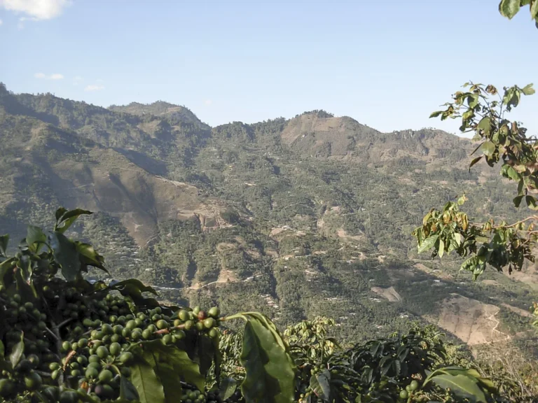 Las Capucas, dove il caffè è un progetto collettivo