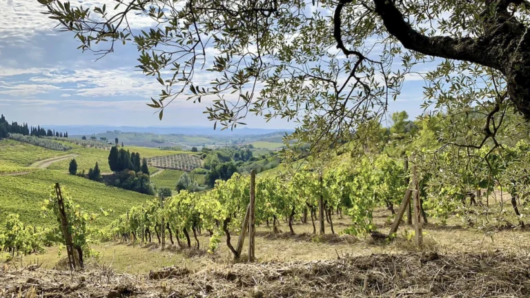 Il vitigno di Biancaneve