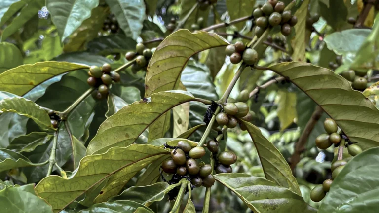 Il caffè di Gong