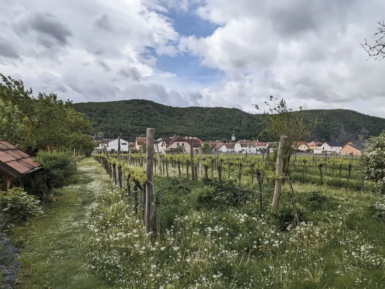 Wachau un viaggio tra vini e paesaggi mozzafiato