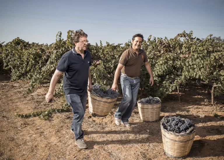 Il rosato di Puglia tra tradizione contadina e nuove prospettive