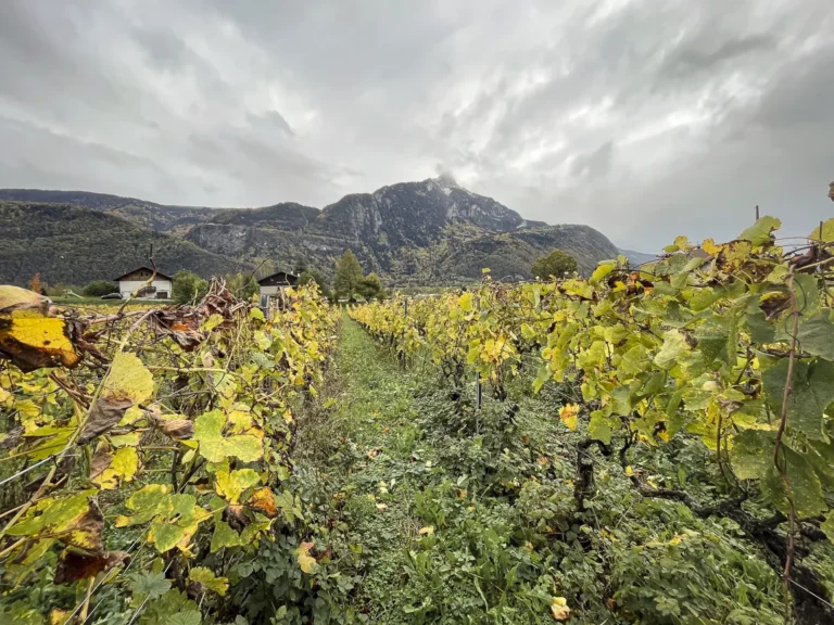Il gringet e Dominique Belluard