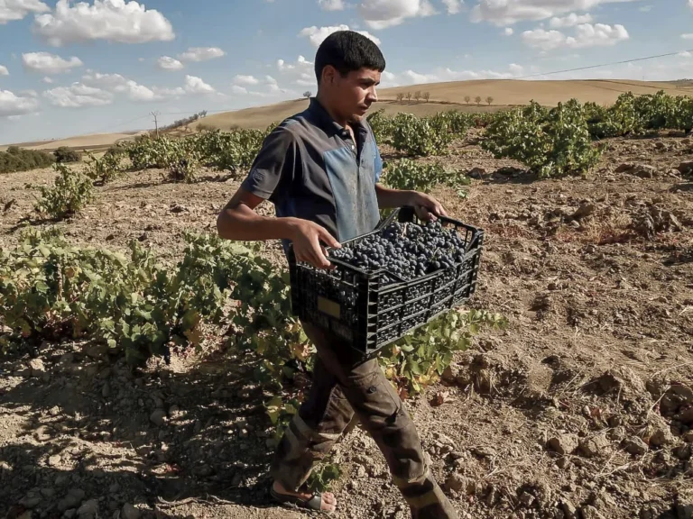 Algeria, il vino dimenticato del Mediterraneo  