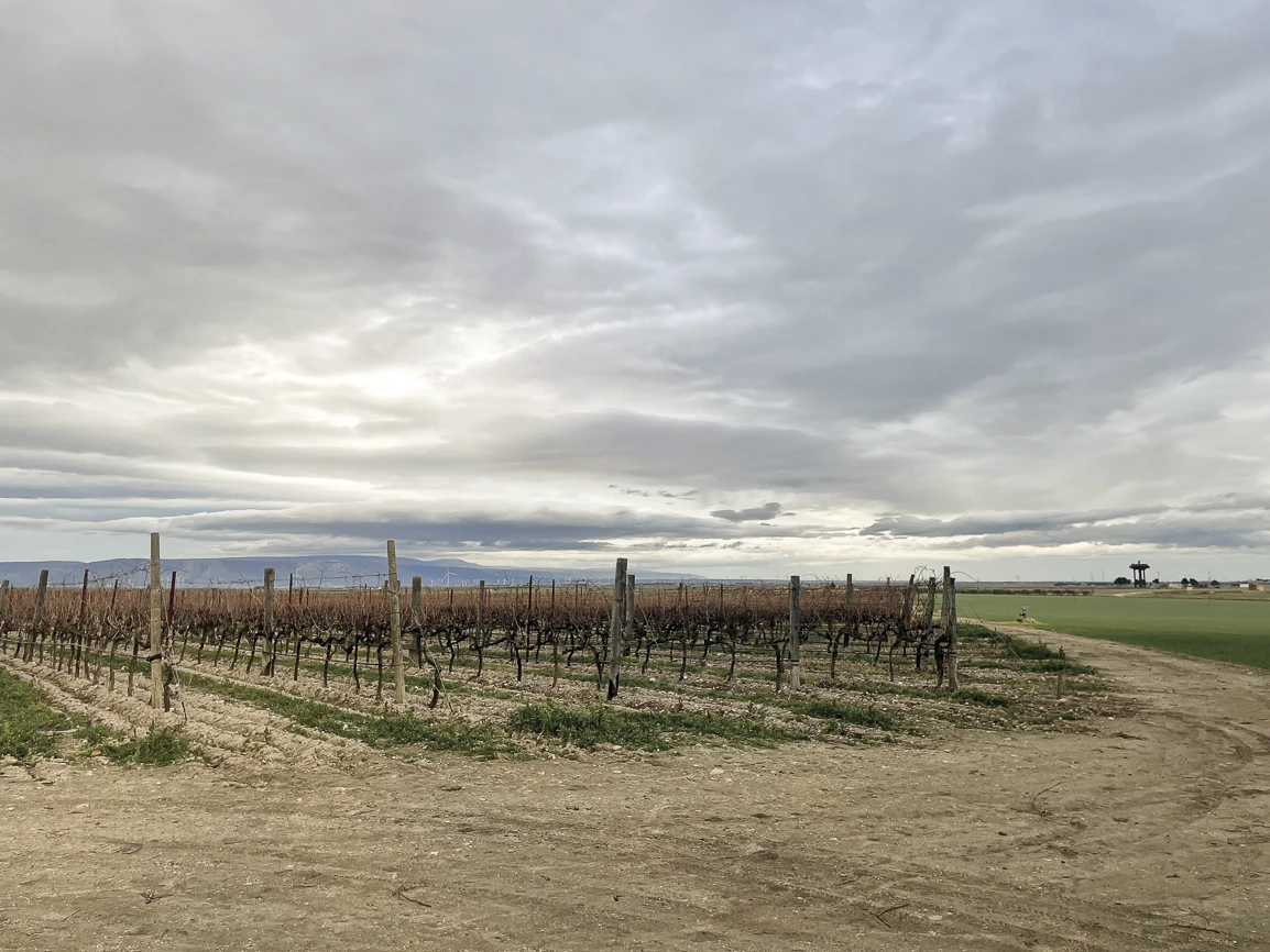 Vigne a Lucera