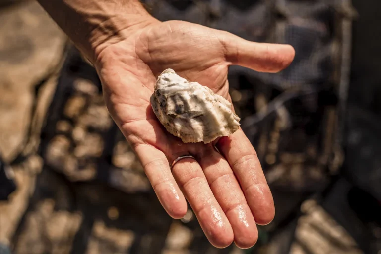 Dalla Puglia alla conquista dei mari, la rivoluzione delle ostriche firmata Armando Tandoi