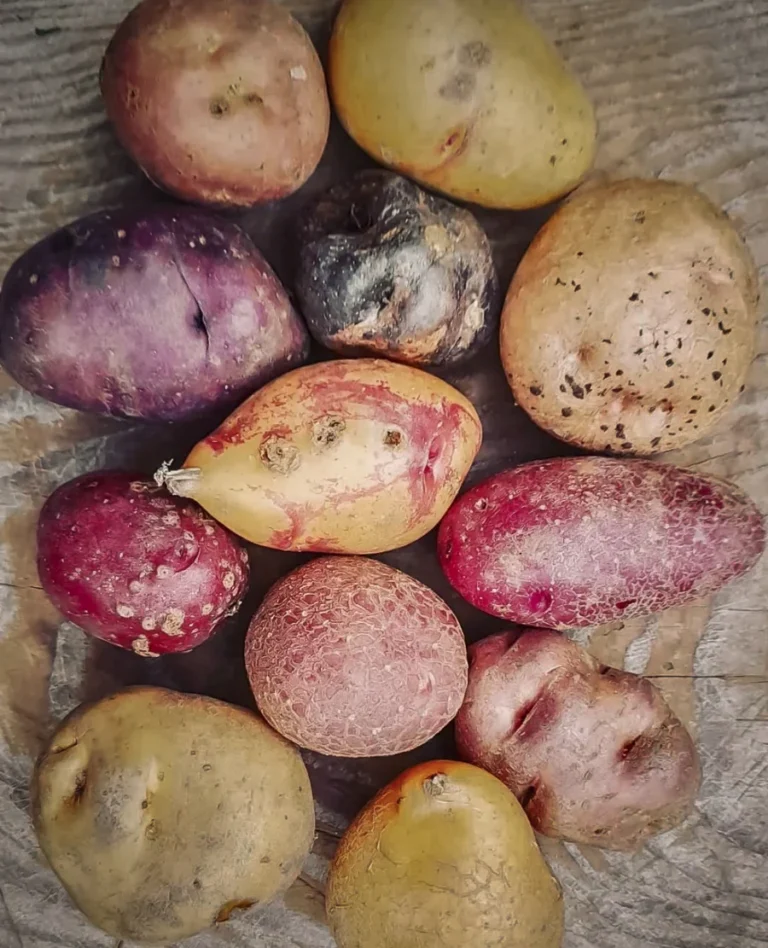 Patate Walser, radici di memoria e futuro in Val Formazza