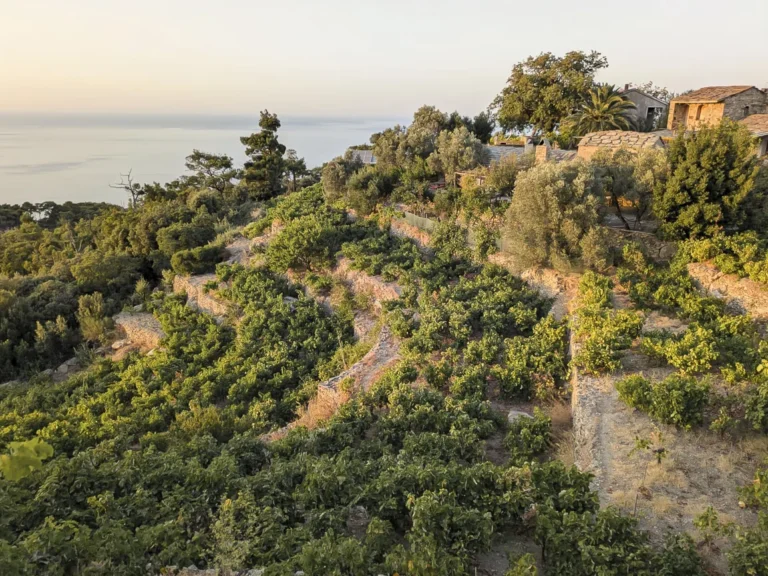 Ikaria, dove la sostenibilità alimentare fa scuola
